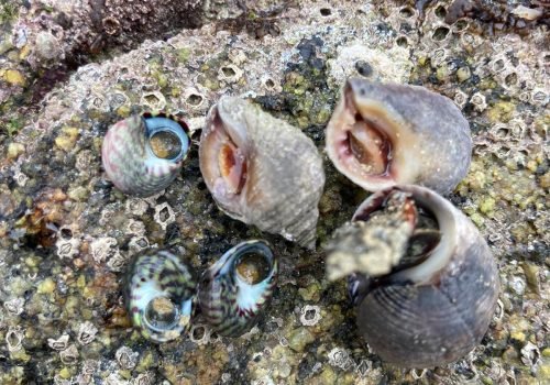 WhatsApp-Image-2026-04-02-at-09.38.13-1-2