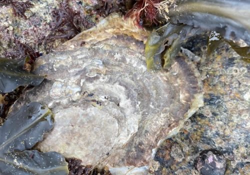 WhatsApp-Image-2026-04-02-at-09.53.52-3