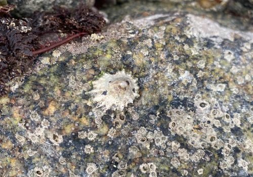 WhatsApp-Image-2026-04-02-at-09.53.52