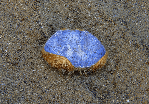 Xantho-poressa-—-Xanthe-de-Mediterranee