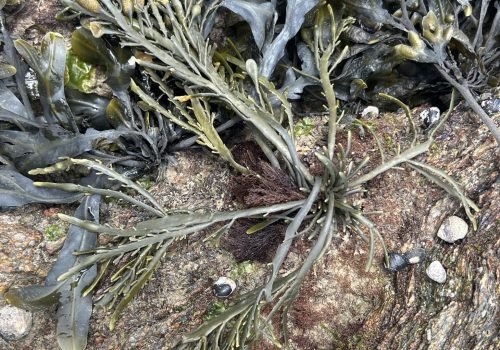 ascophylle