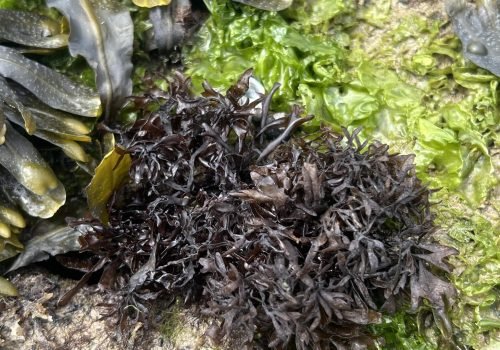 chondrus-crispus