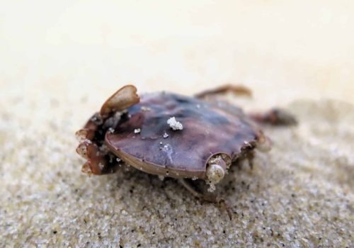 crabe-sanguin-ou-chinois-4