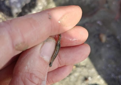 crevette-a-capuchon-1