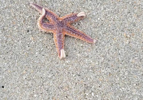 etoile-de-mer