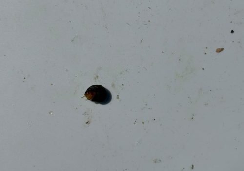 littorine