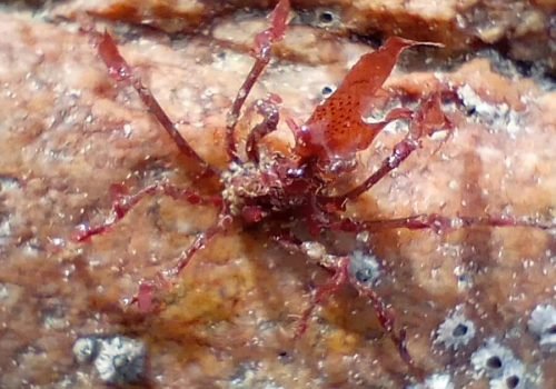 macropode