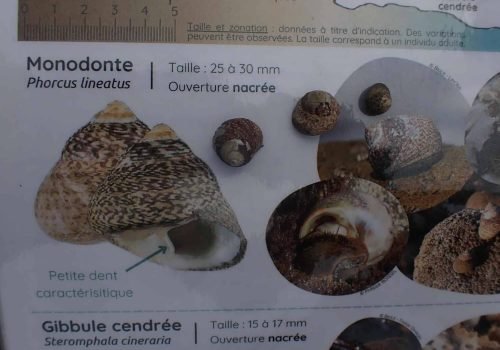 monodonte-_quadrat1-1