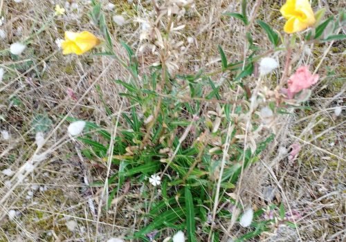oenothera-1