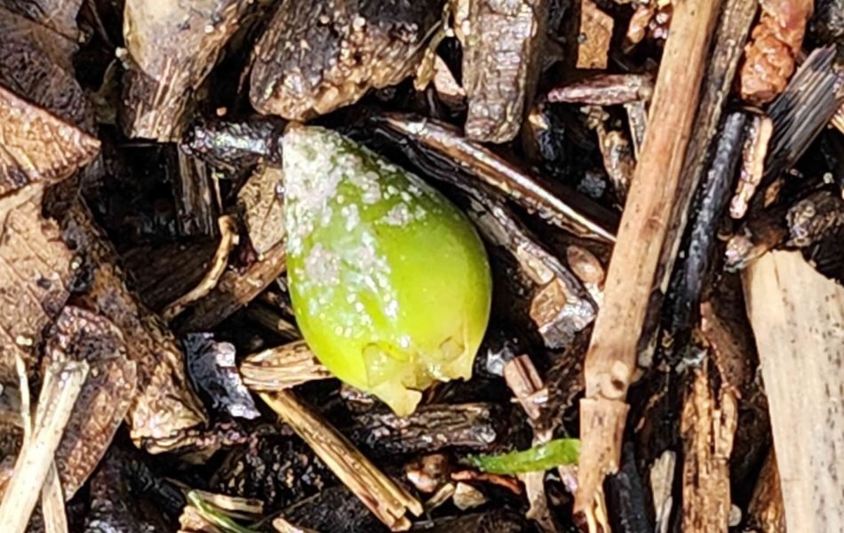 olive-de-posidonie-2