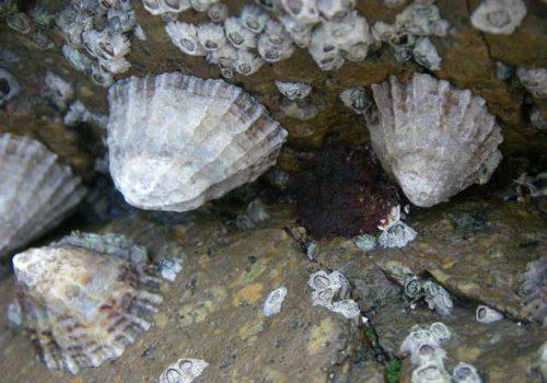 patelle-Maud-Bernard-1