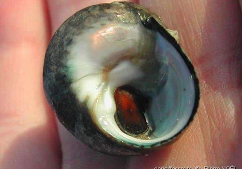 phorcus_lineatus-pn11-1