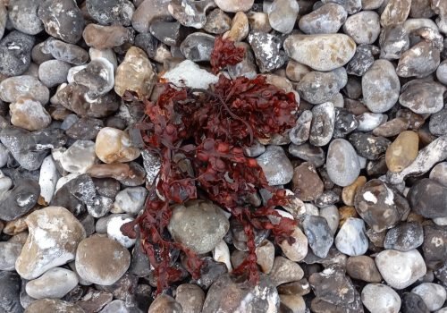 photo-algue-rouge