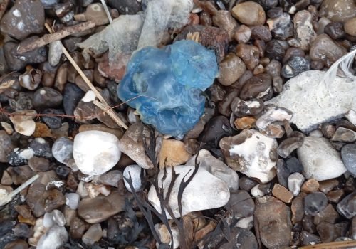 photo-meduse-bleue-cyane