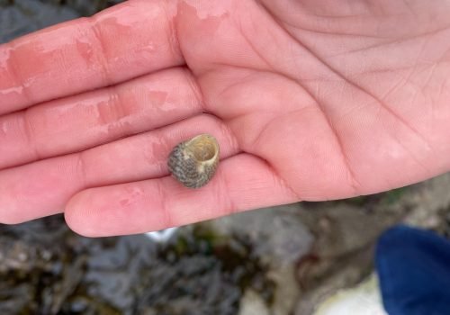 q1-guibule-commune-1