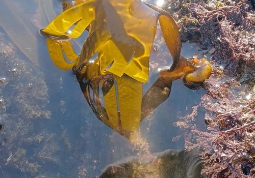 saccorhize-saccorhoriza-polyschides