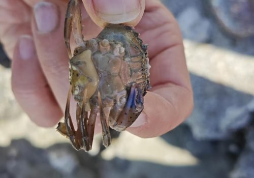 sacculine-du-crabe-vert