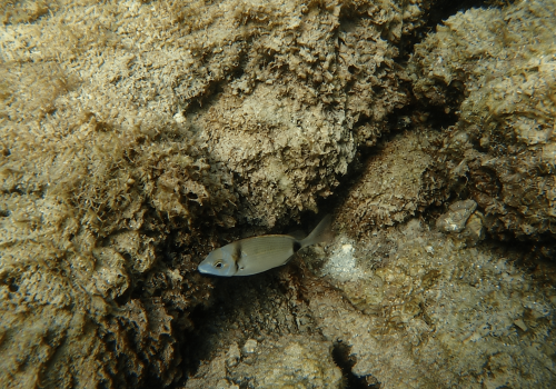 sar-a-tete-noire-—-Diplodus-vulgaris