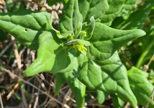 tetragone-1