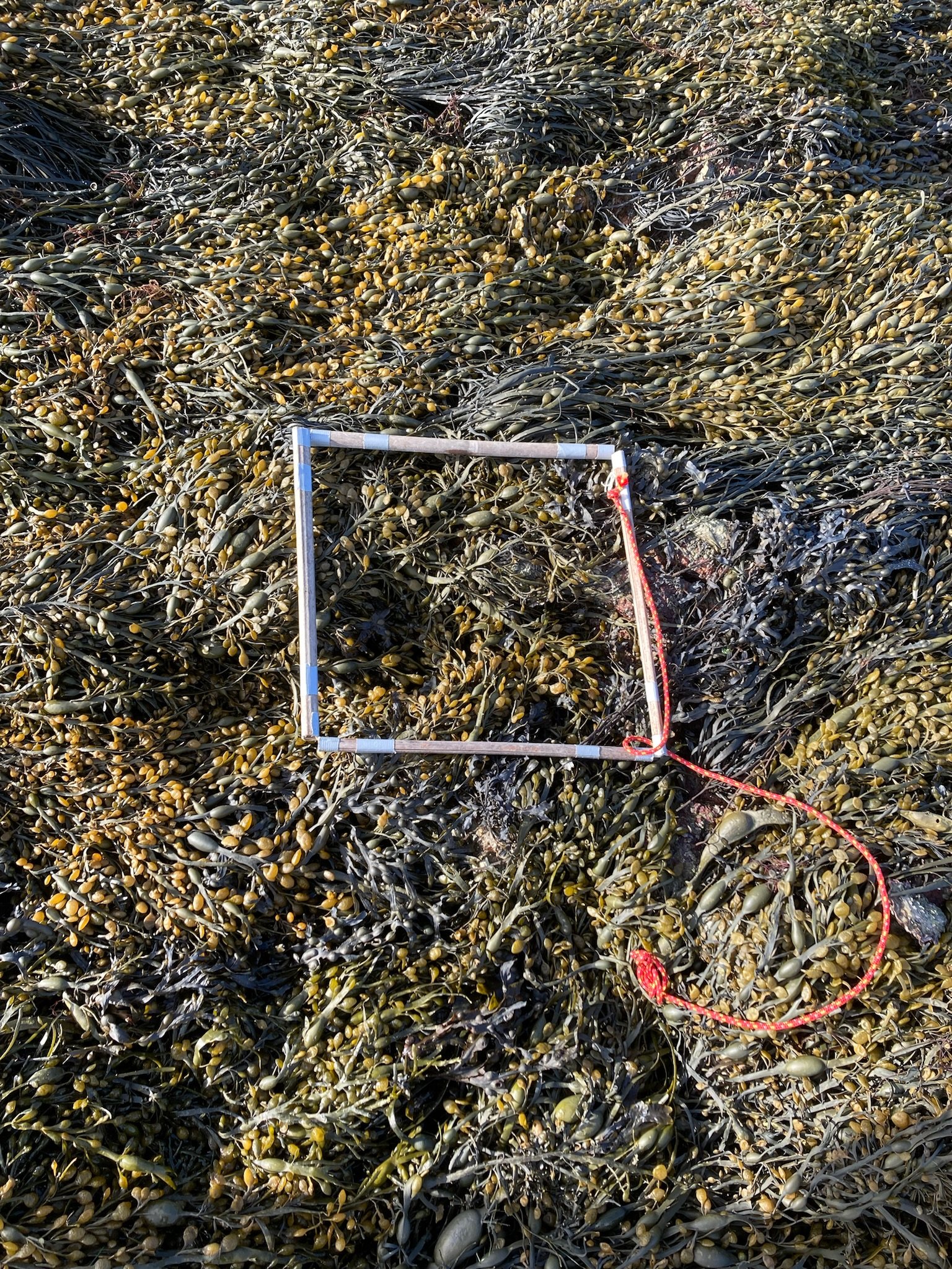 Quadrat2-28-12-2023