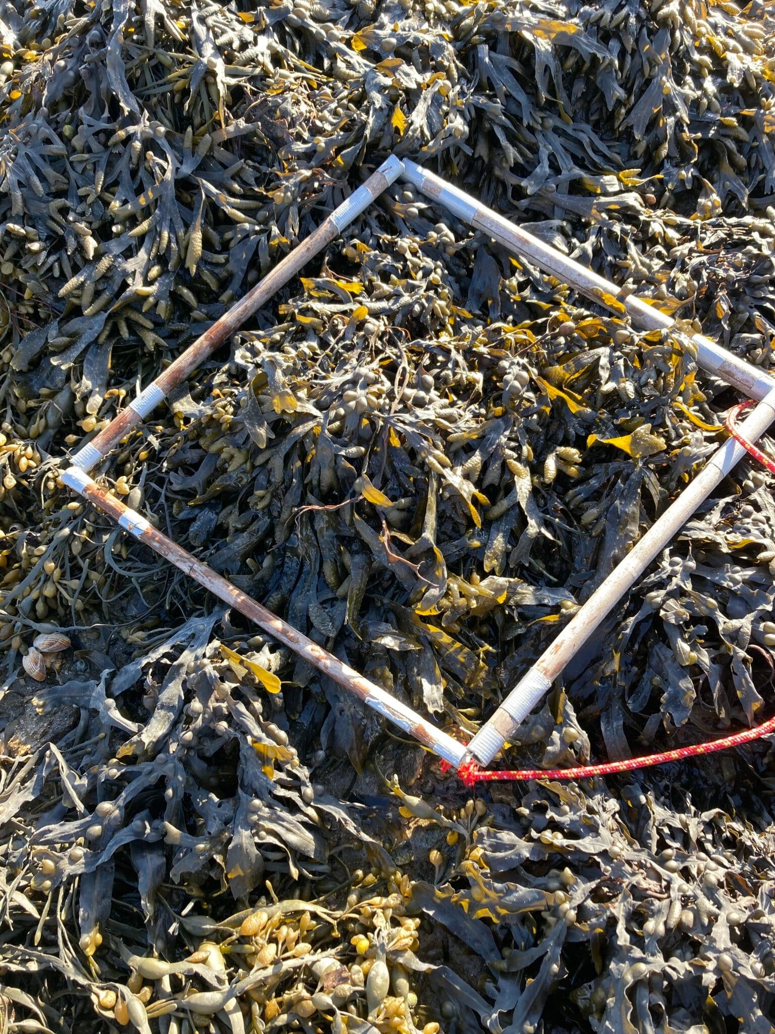 quadrat2-lav-30-01-2024