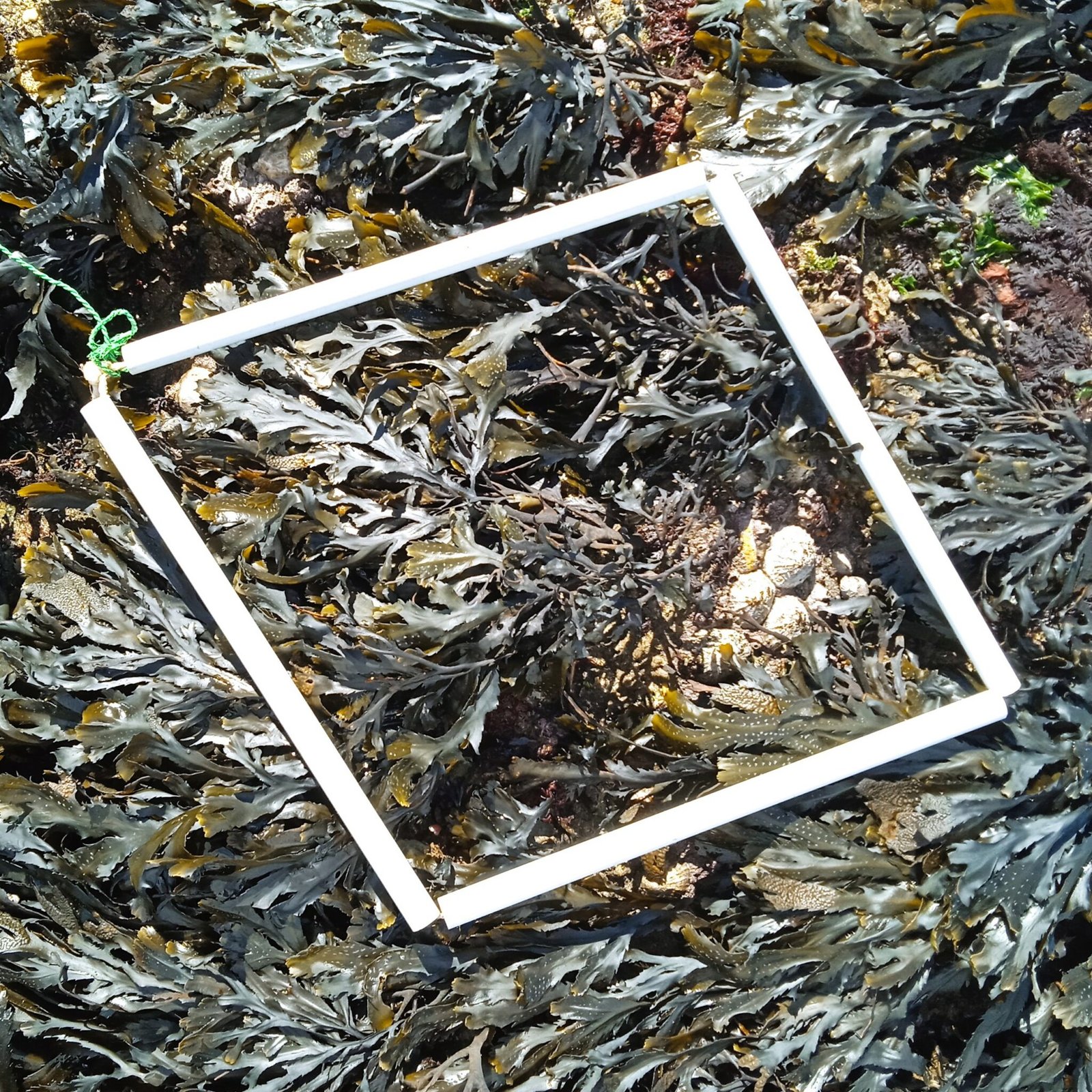 quadrat1