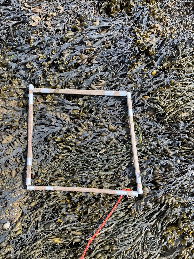 Quadrat-1-29-04-2024