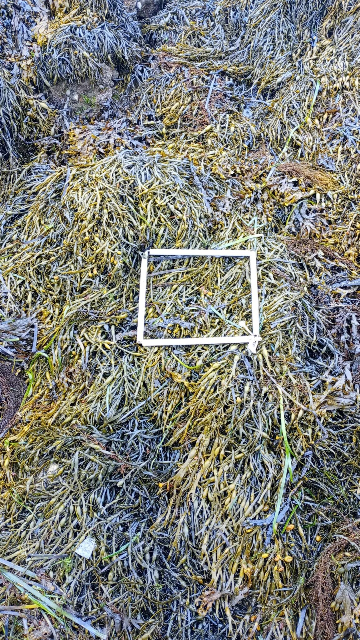 01-quadrat