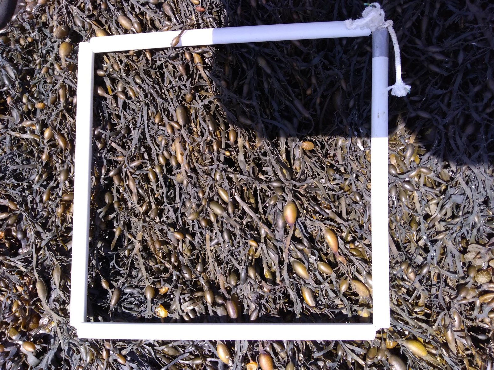 1-Quadrat