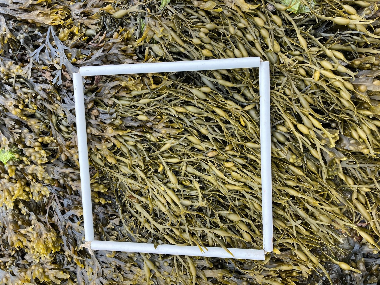 quadrat2-28-5-2024