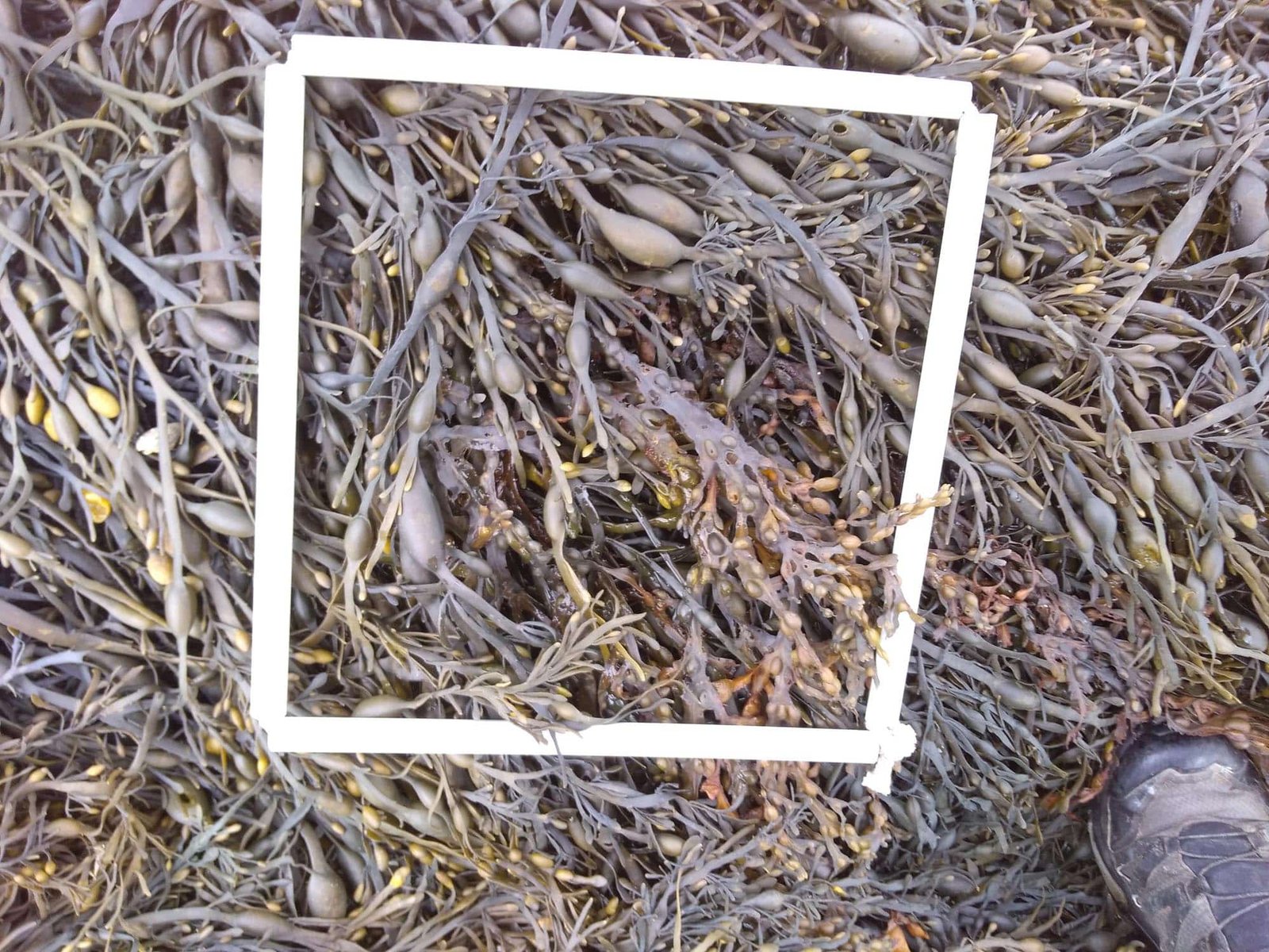 1-Quadrat-2