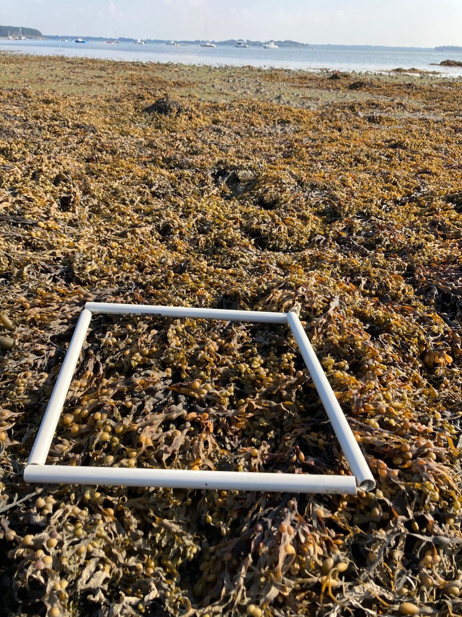 QUADRAT-2