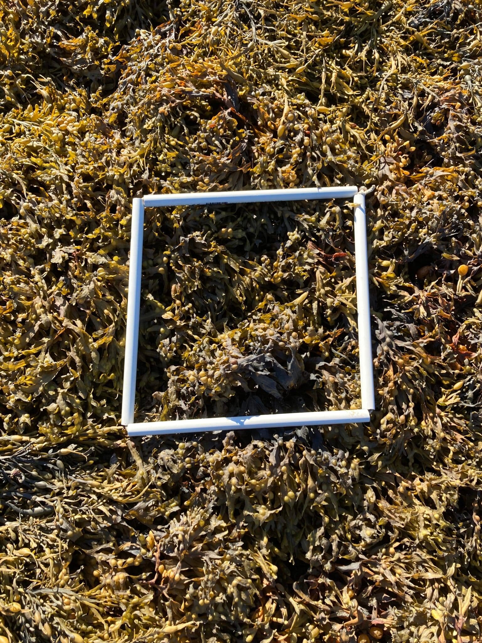 Quadrat1-23-10-24