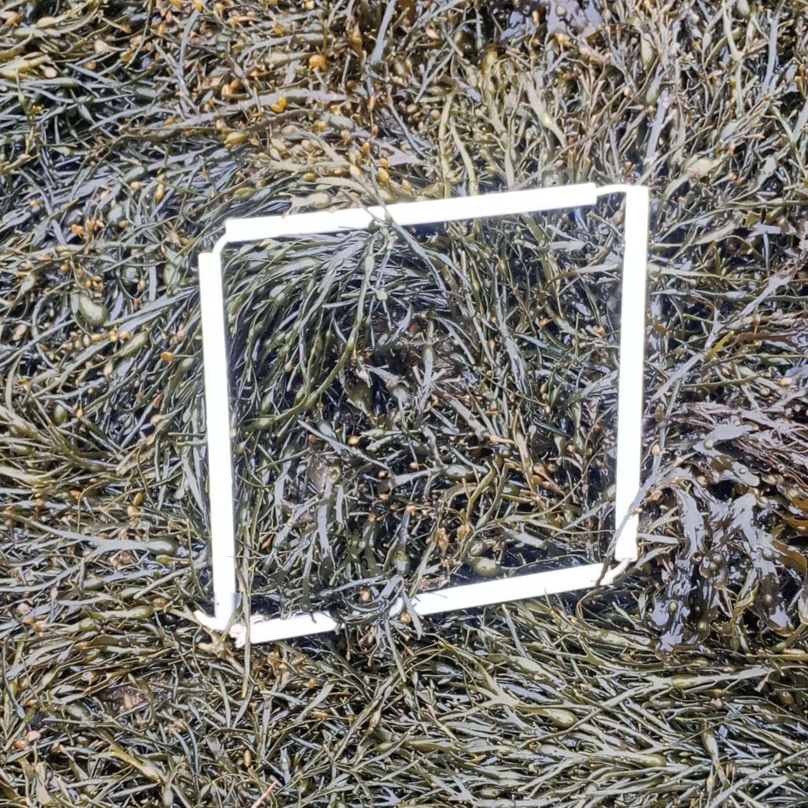 1-Quadrat-2