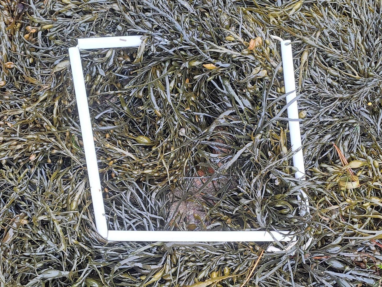 1-Quadrat