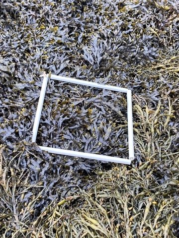 quadrat