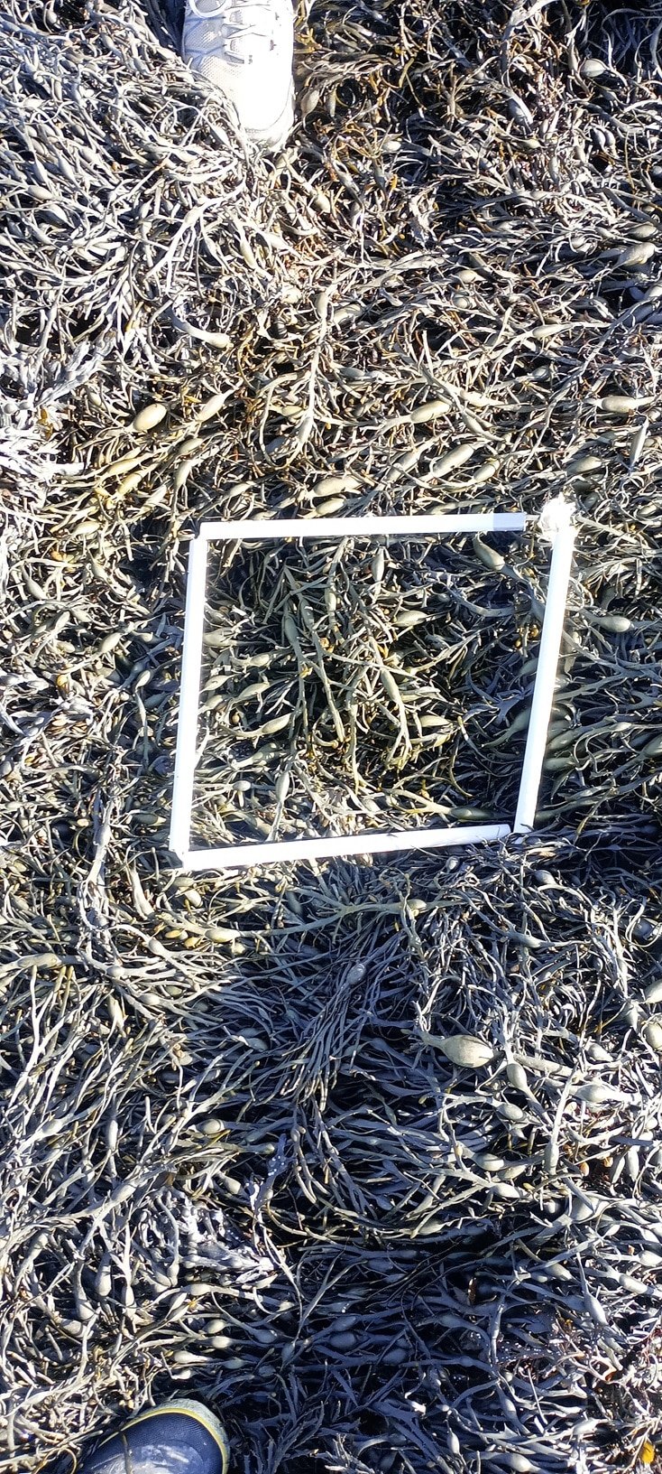 quadrat02_photo