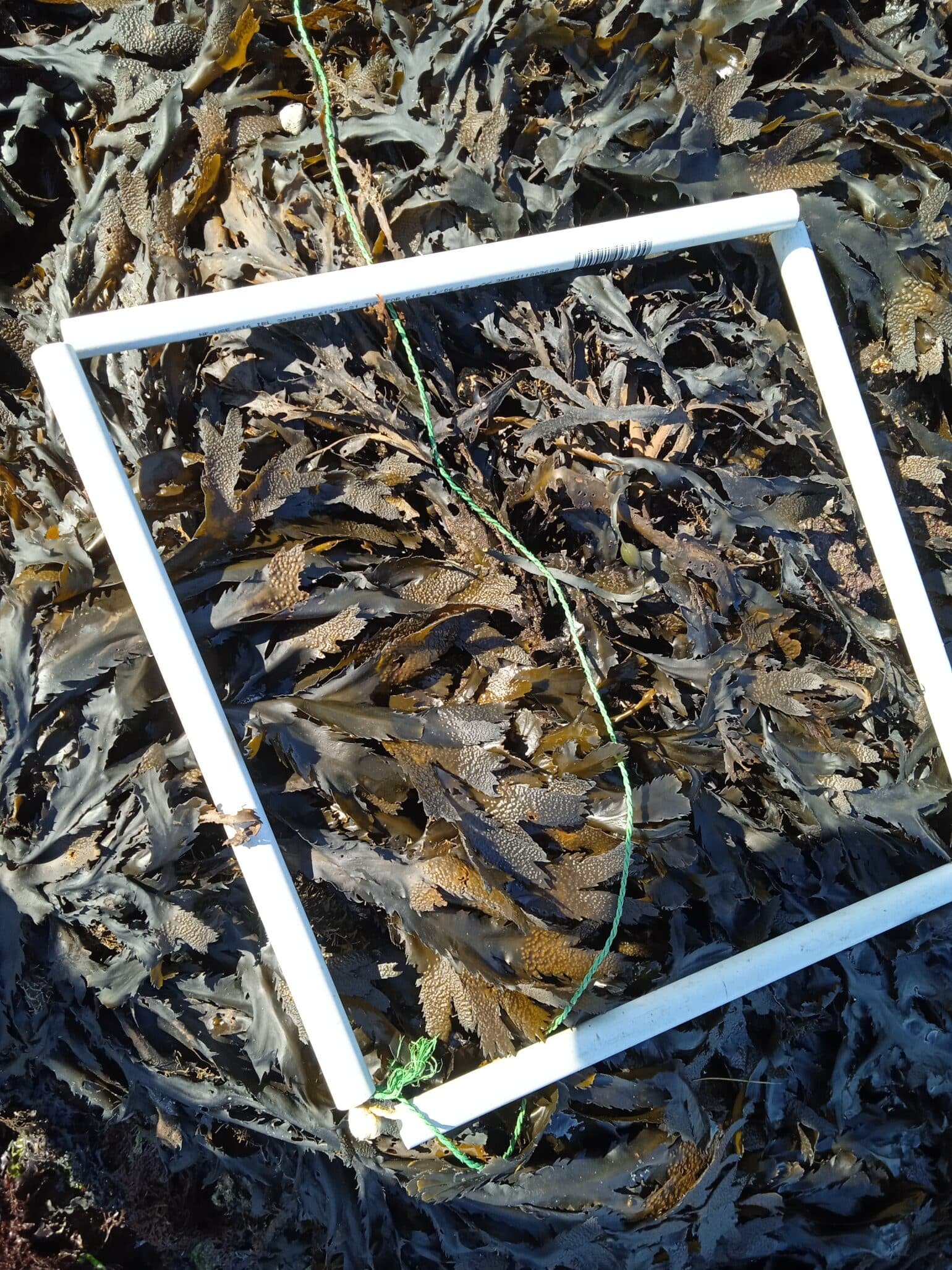 Q2-detail-1