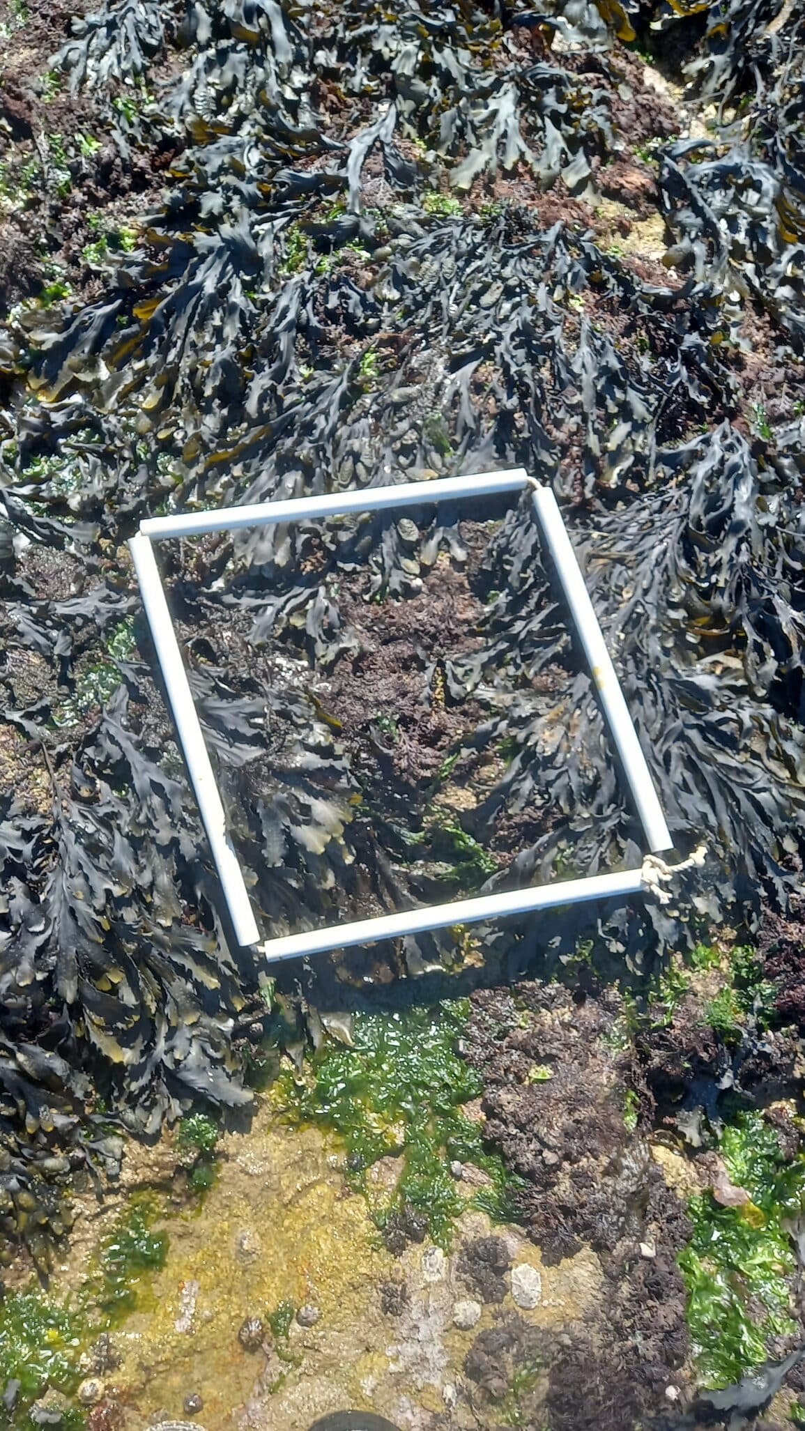 2-QUADRAT