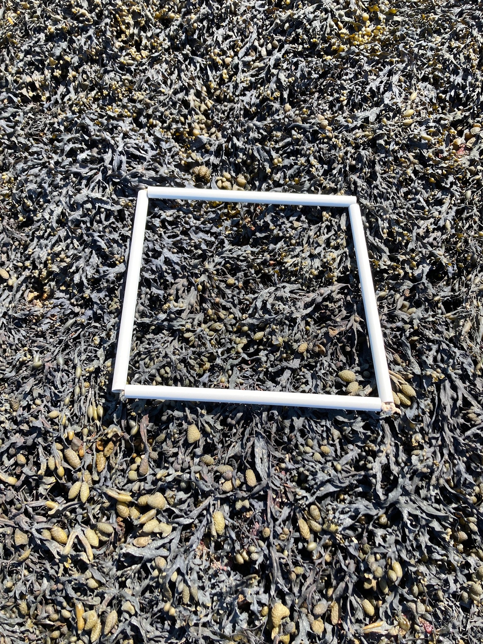 quadrat-1-1