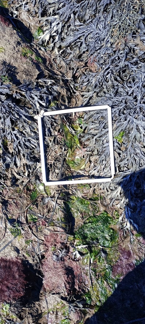 quadrat-1