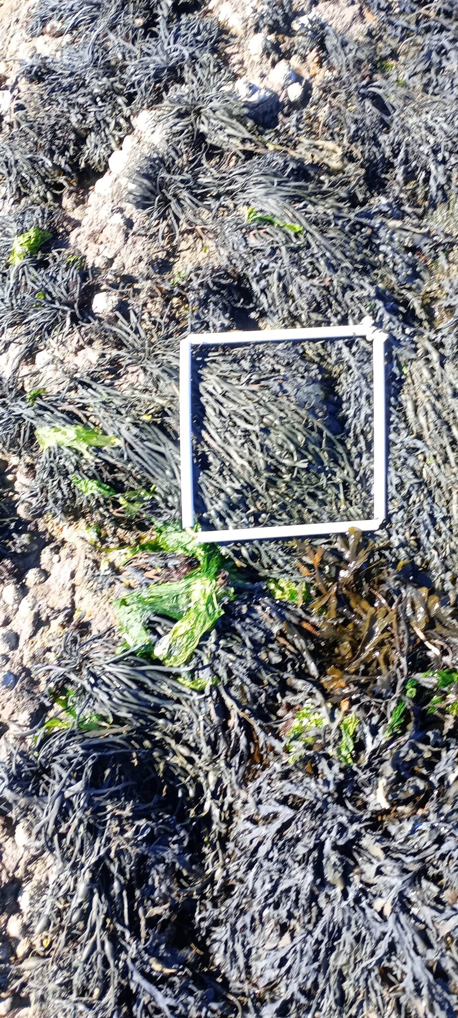 quadrat-2