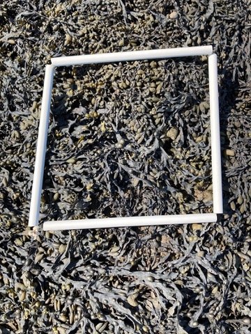 quadrat-2
