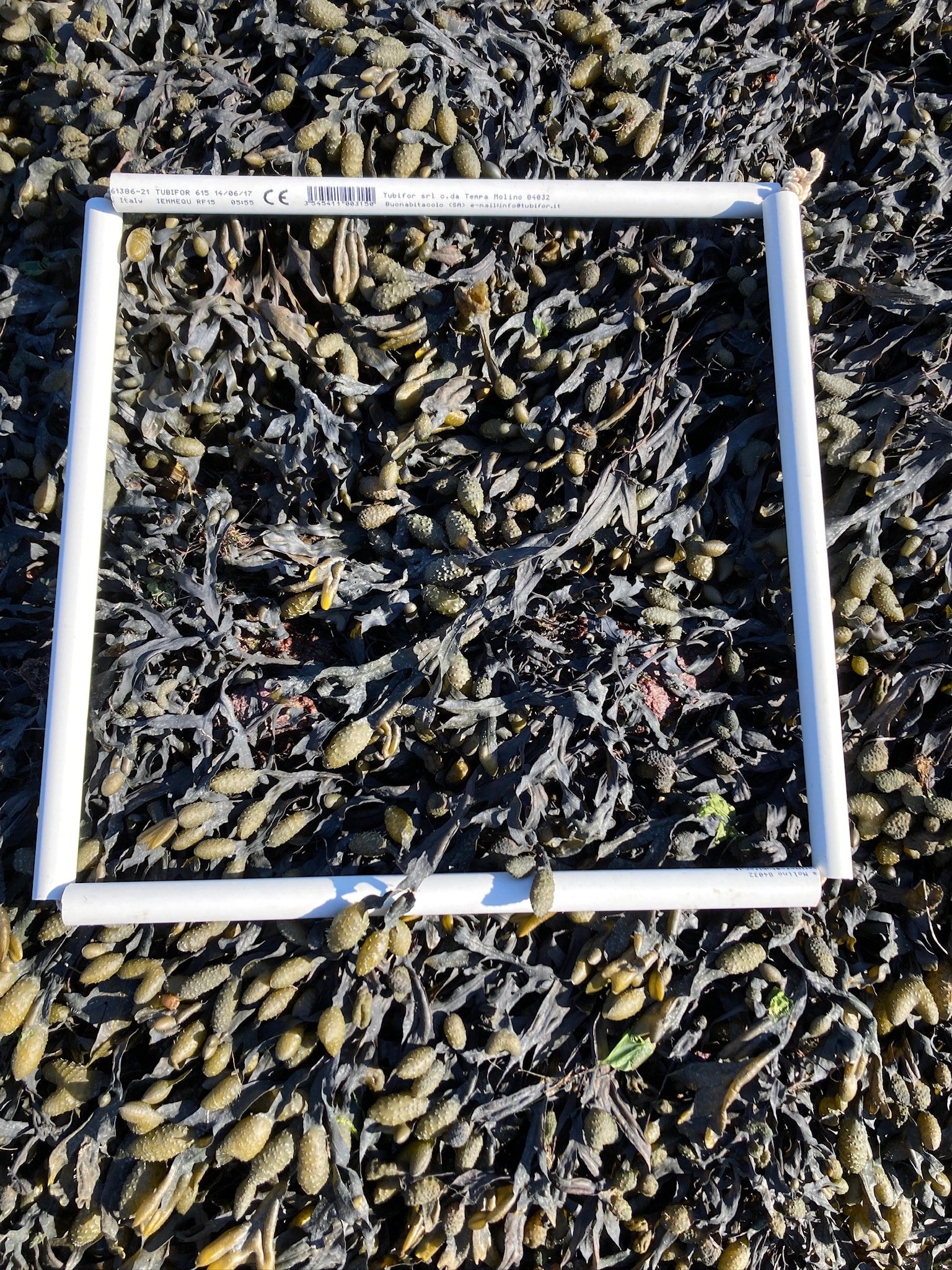 quadrat1