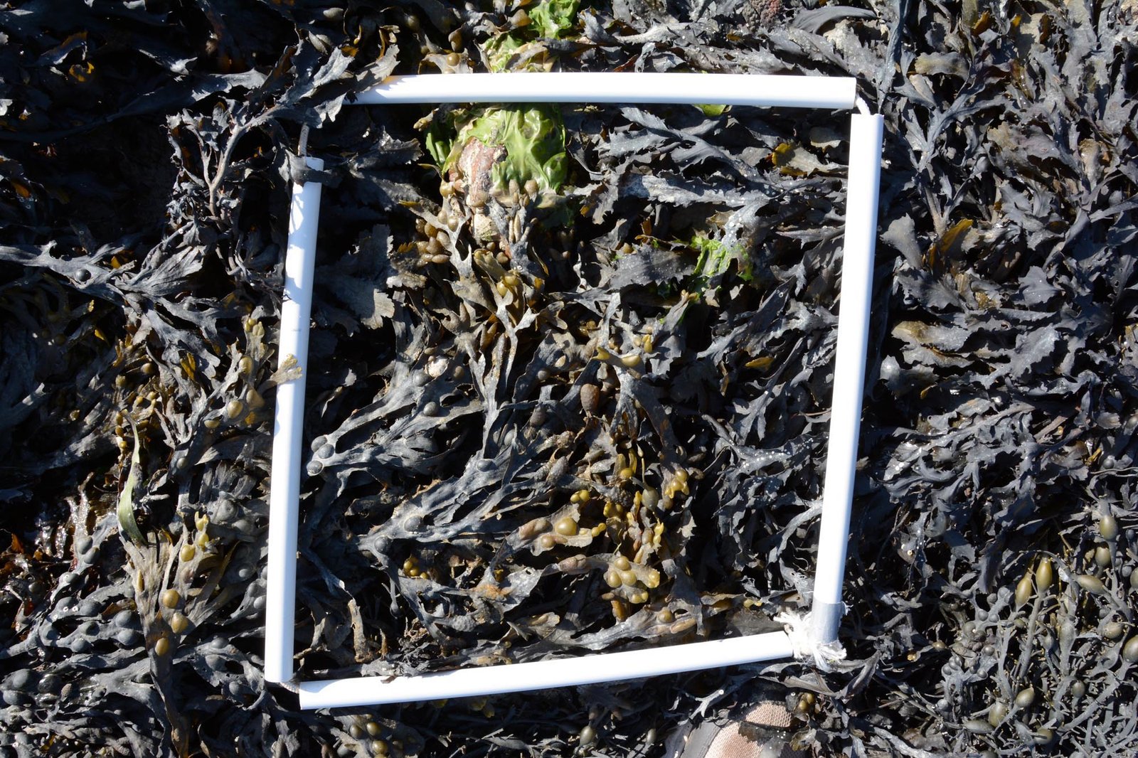 1-Quadrat
