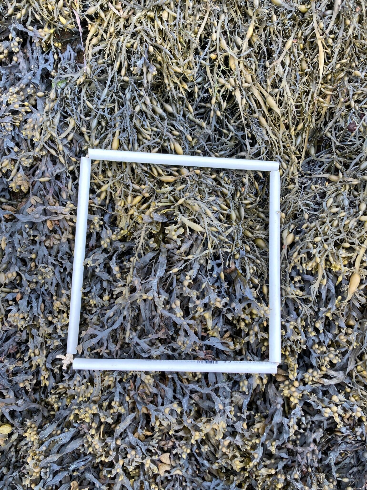 quadrat1