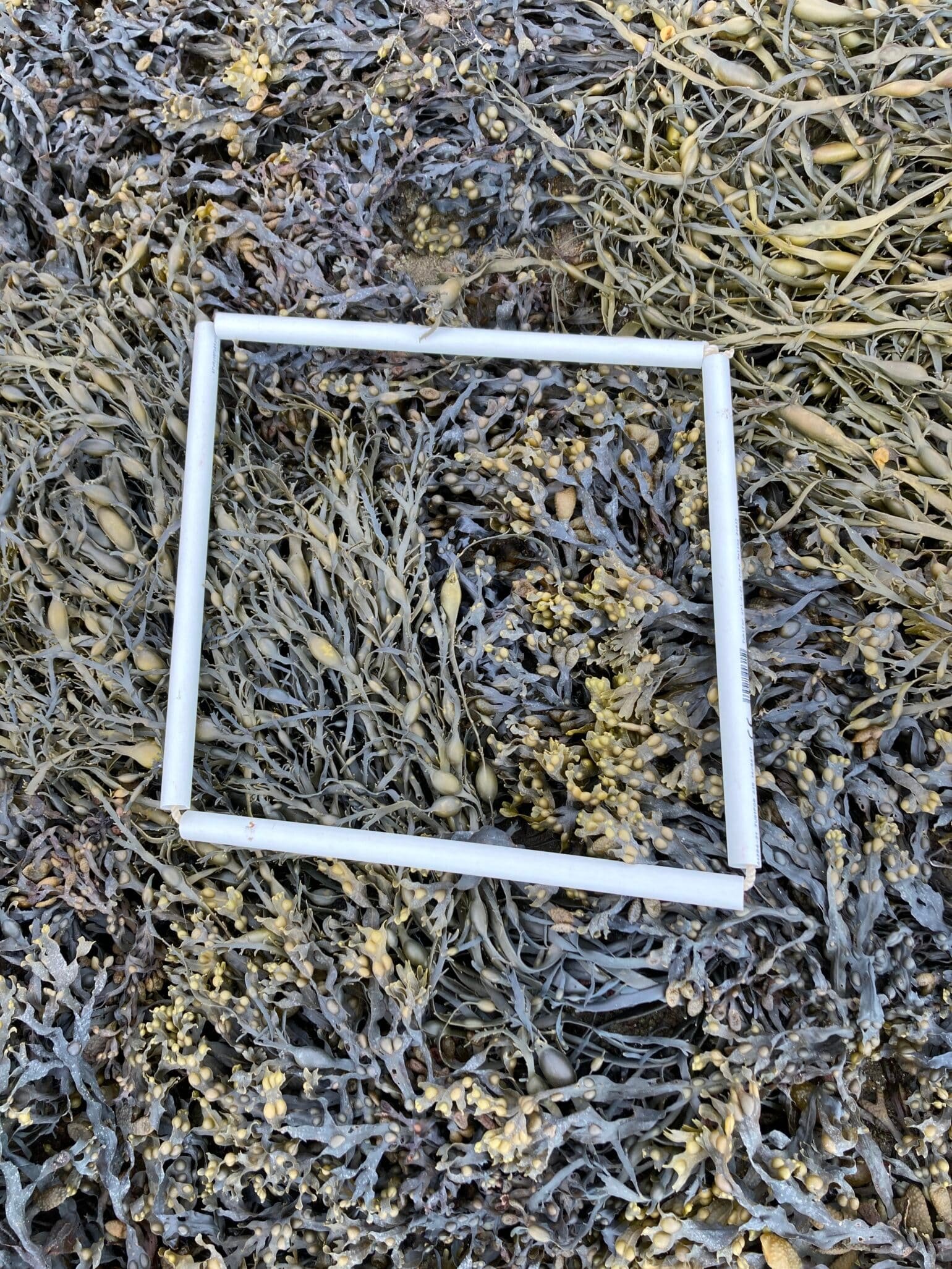 quadrat2-1