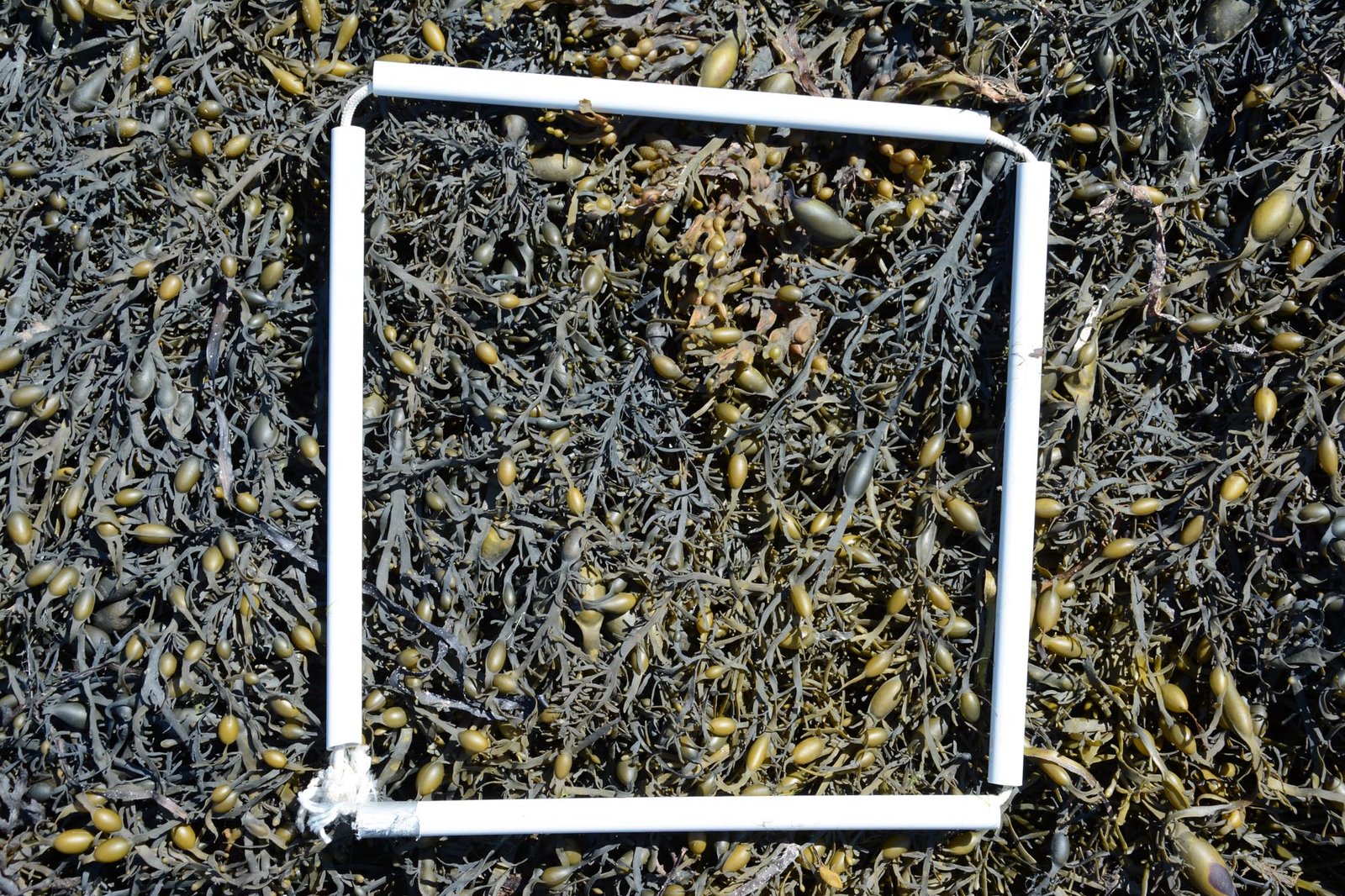 1-Quadrat-4