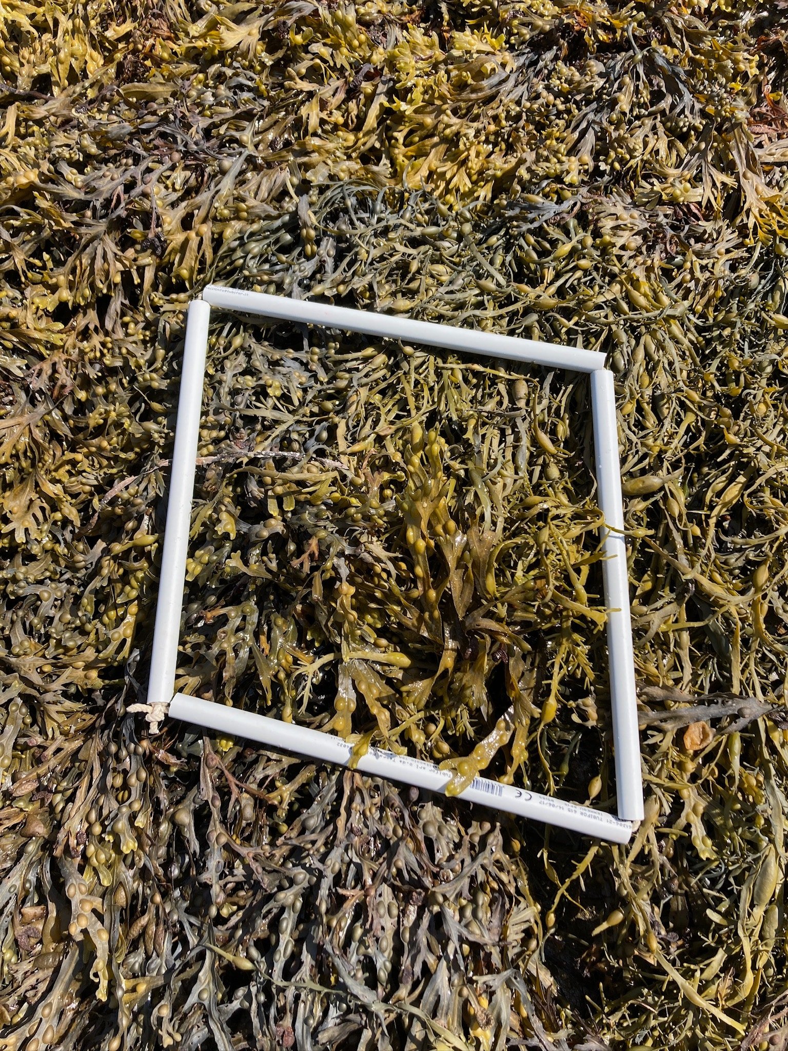 quadrat-2