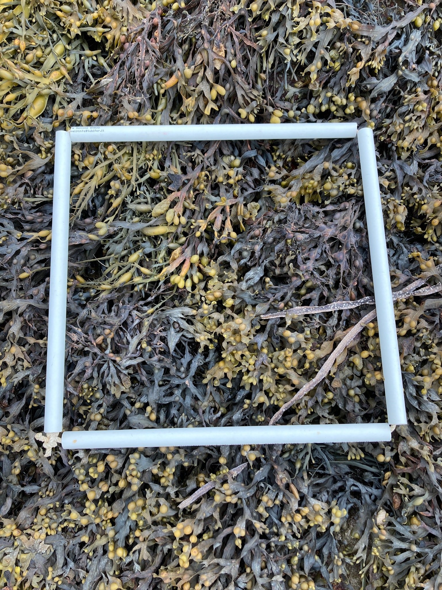 quadrat1